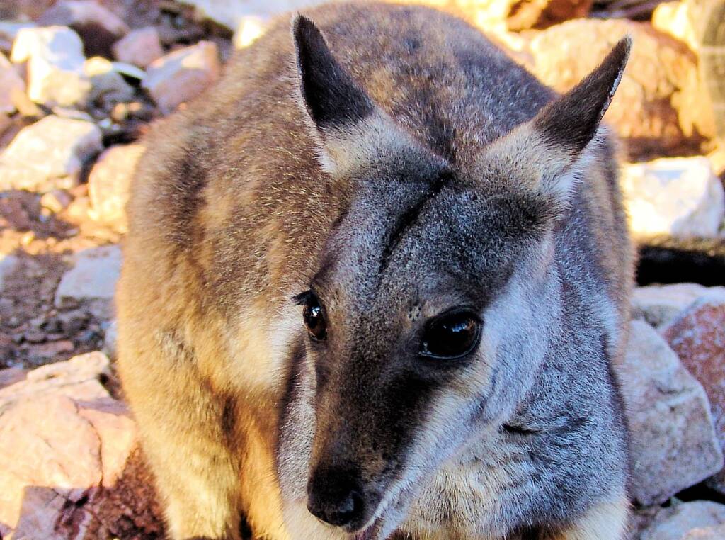 Black-footed Rock Wallaby (Petrogale lateralis), East MacDonnell Ranges, Alice Springs NT