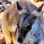 Black-footed Rock Wallaby (Petrogale lateralis), East MacDonnell Ranges, Alice Springs NT