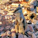 Black-footed Rock Wallaby (Petrogale lateralis)