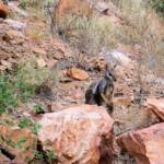 Black-footed Rock Wallaby, Simpsons Gap
