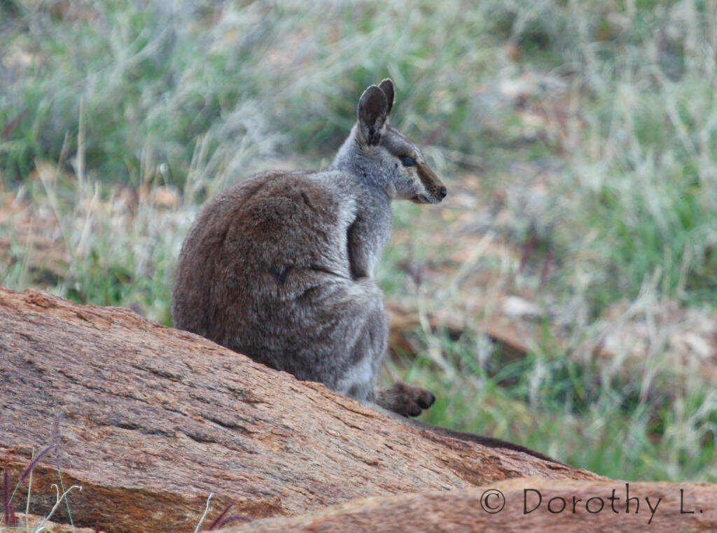 Black-footed Rock Wallaby, Olive Pink Botanic Garden