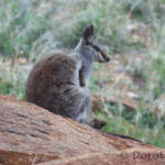 Black-footed Rock Wallaby, Olive Pink Botanic Garden