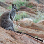 Black-footed Rock Wallaby, Olive Pink Botanic Garden