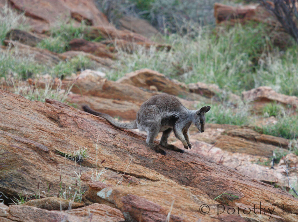 Black-footed Rock Wallaby, Olive Pink Botanic Garden