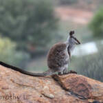 Black-footed Rock Wallaby, Olive Pink Botanic Garden