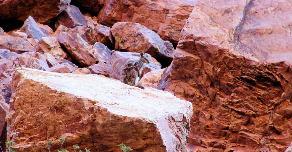 Black-footed Rock Wallaby at Simpsons Gap, West MacDonnell Ranges, NT
