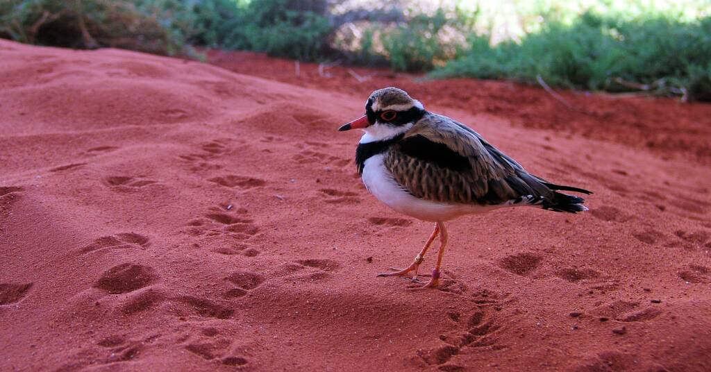 Black-fronted Dotterel (Elseyornis melanops), Alice Springs Desert Park