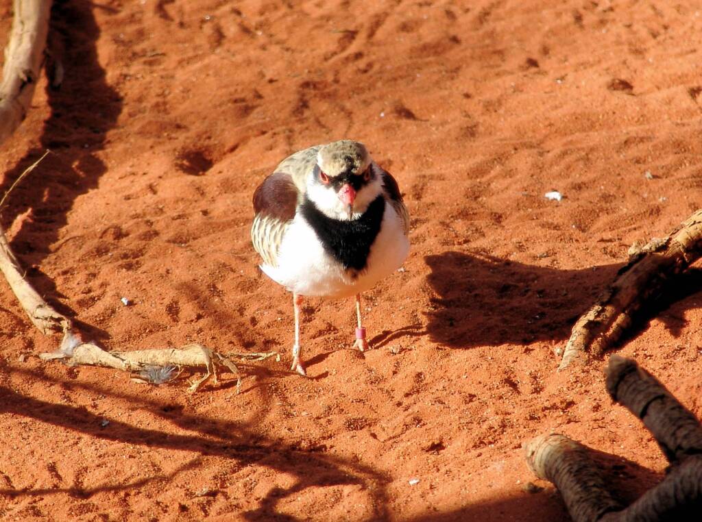 Black-fronted Dotterel (Elseyornis melanops), Alice Springs Desert Park