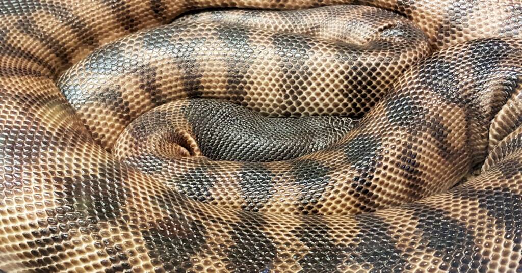 Black-headed python (Aspidites melanocephalus), Alice Springs Reptile Centre