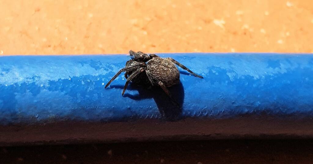 Black House Spider (Badumna insignis)