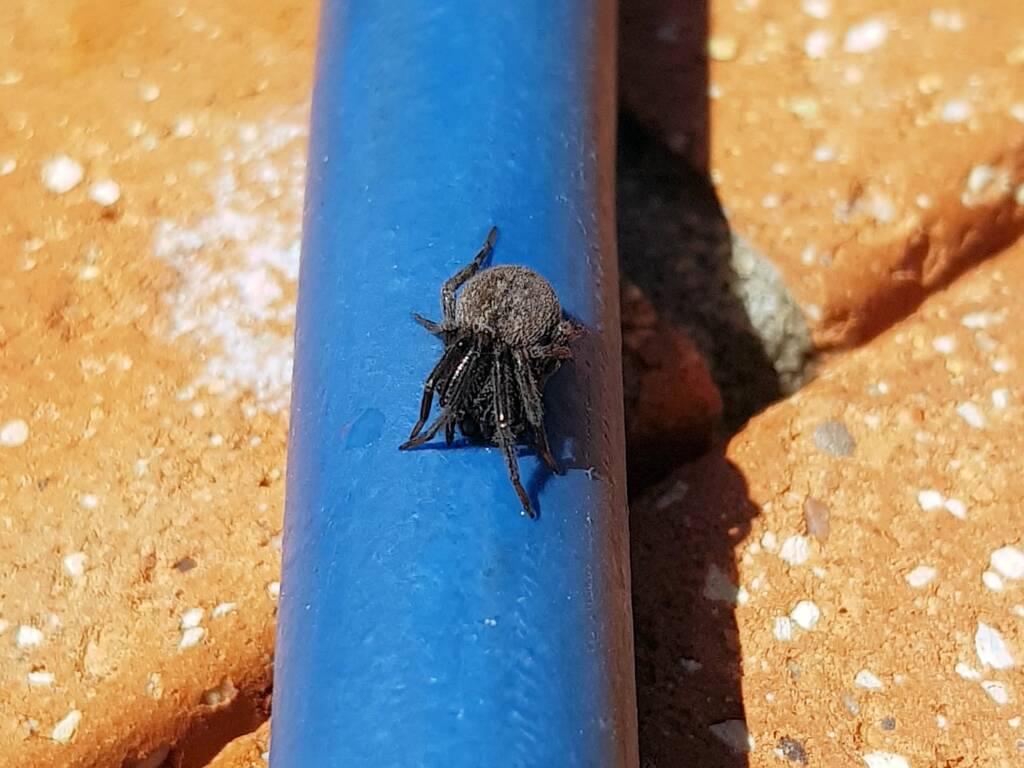 Black House Spider (Badumna insignis), Alice Springs, NT