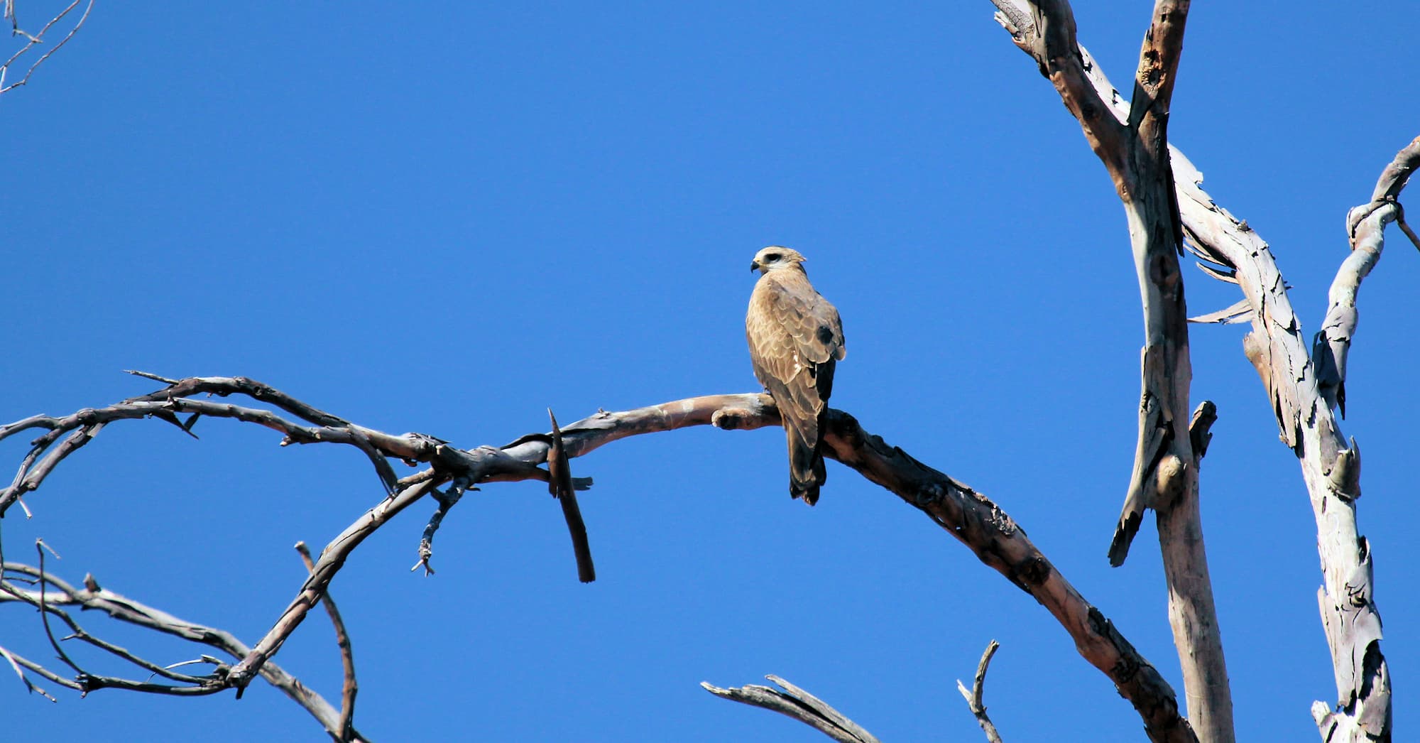 Black Kite (Milvus migrans), Owen Springs, NT