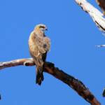 Black Kite (Milvus migrans), Owen Springs, NT