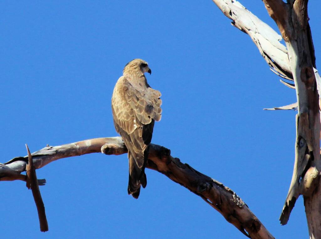 Black Kite (Milvus migrans), Owen Springs, NT