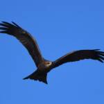 Black Kite (Milvus migrans), Alice Springs Sewage Ponds, NT © Dorothy Latimer