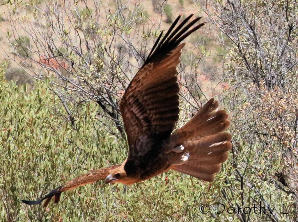 Black Kite (Milvus migrans) - Free-flying Birds Show, Alice Springs Desert Park