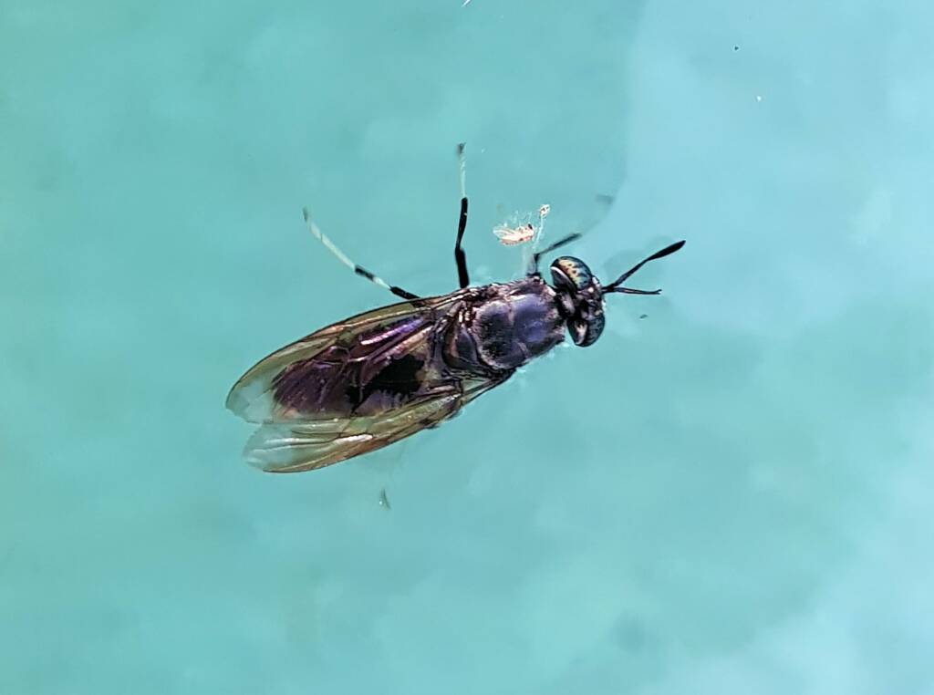 Black Soldier Fly (Hermetia illucens), Alice Springs NT
