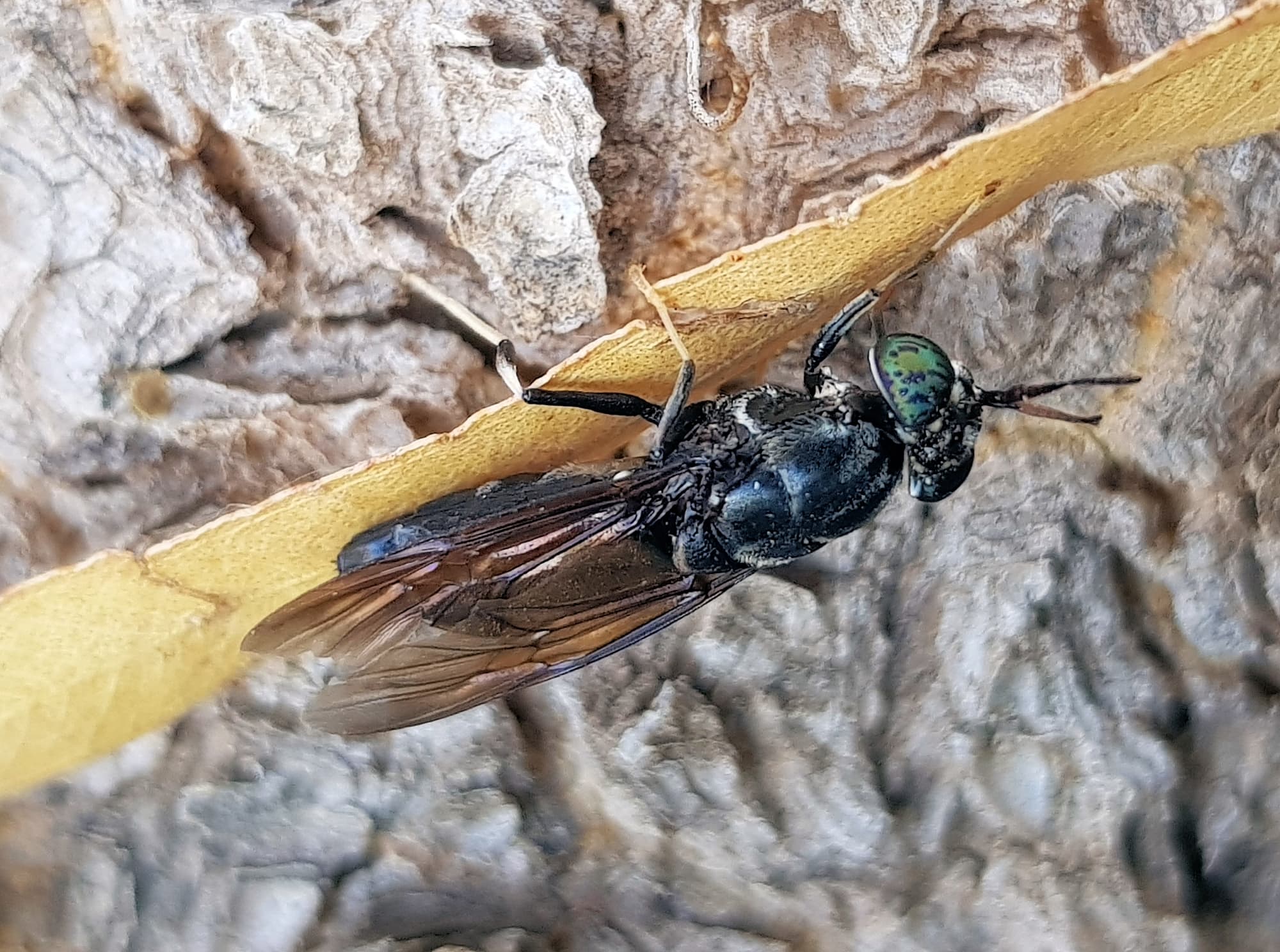 Black Soldier Fly (Hermetia illucens), Alice Springs NT