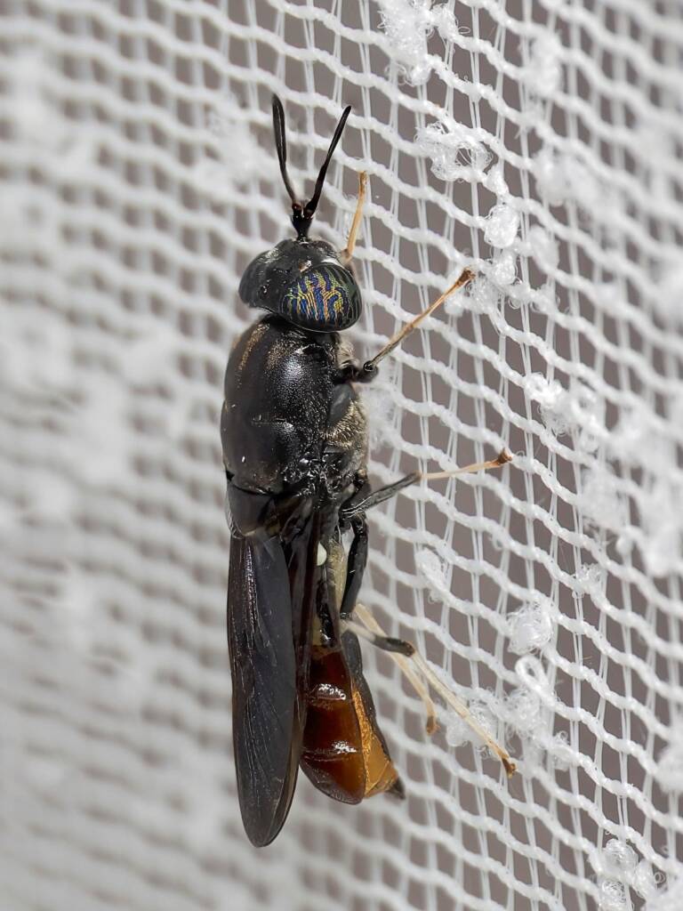 Black Soldier Fly (Hermetia illucens), Batemans Bay NSW © Phil Warburton
