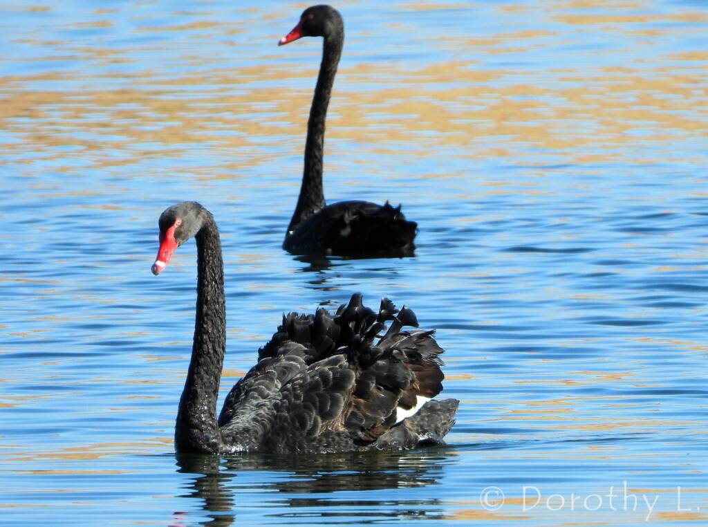 Black Swan (Cygnus atratus), Alice Springs