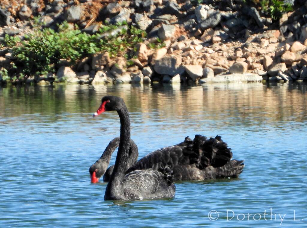 Black Swan (Cygnus atratus), Alice Springs