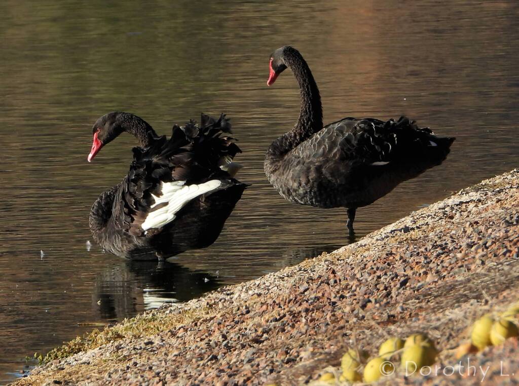 Black Swan (Cygnus atratus)