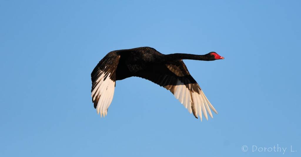 Black Swan (Cygnus atratus), Alice Springs Sewage Ponds