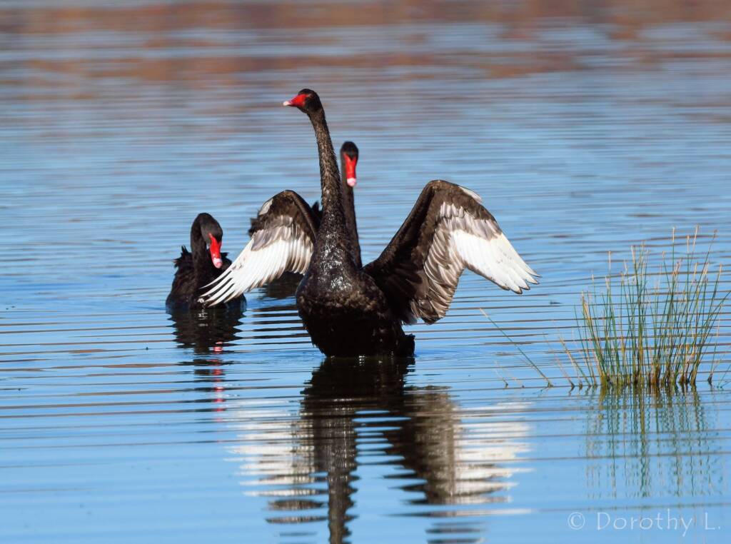 Black Swan (Cygnus atratus), Alice Springs Sewage Ponds