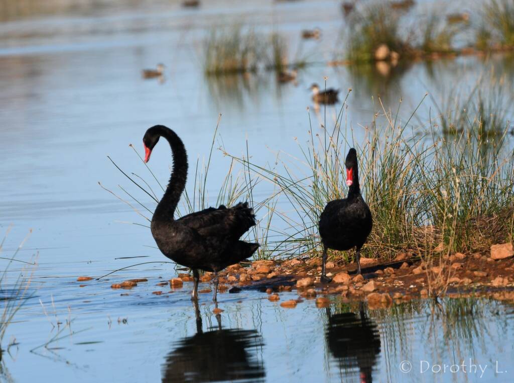 Black Swans (Cygnus atratus), Alice Springs Sewage Ponds