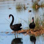 Black Swans (Cygnus atratus), Alice Springs Sewage Ponds