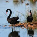 Black Swans (Cygnus atratus), Alice Springs Sewage Ponds