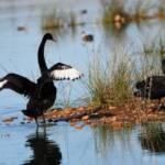 Black Swans (Cygnus atratus), Alice Springs Sewage Ponds