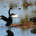 Black Swans (Cygnus atratus), Alice Springs Sewage Ponds