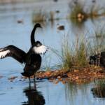 Black Swans (Cygnus atratus), Alice Springs Sewage Ponds