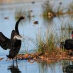 Black Swans (Cygnus atratus), Alice Springs Sewage Ponds