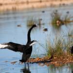 Black Swans (Cygnus atratus), Alice Springs Sewage Ponds