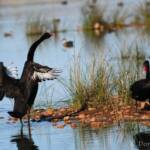 Black Swans (Cygnus atratus), Alice Springs Sewage Ponds