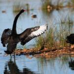 Black Swans (Cygnus atratus), Alice Springs Sewage Ponds