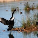 Black Swans (Cygnus atratus), Alice Springs Sewage Ponds