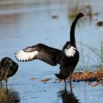 Black Swans (Cygnus atratus), Alice Springs Sewage Ponds