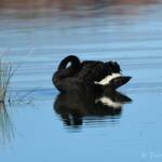 Black Swan (Cygnus atratus), Alice Springs Sewage Ponds