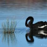 Black Swan (Cygnus atratus), Alice Springs Sewage Ponds