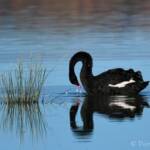 Black Swan (Cygnus atratus), Alice Springs Sewage Ponds