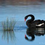 Black Swan (Cygnus atratus), Alice Springs Sewage Ponds