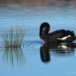 Black Swan (Cygnus atratus), Alice Springs Sewage Ponds