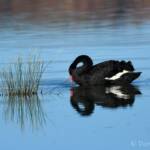 Black Swan (Cygnus atratus), Alice Springs Sewage Ponds