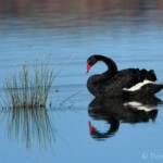 Black Swan (Cygnus atratus), Alice Springs Sewage Ponds