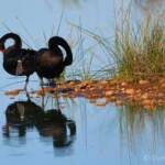 Black Swans (Cygnus atratus), Alice Springs Sewage Ponds