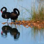 Black Swans (Cygnus atratus), Alice Springs Sewage Ponds