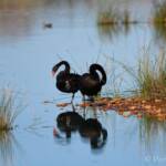 Black Swans (Cygnus atratus), Alice Springs Sewage Ponds